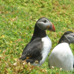 	Puffins